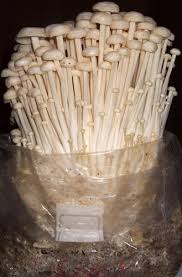 Watch it Grow Magic Myco Bag - Enoki