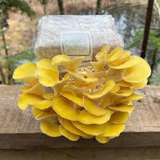 Watch it Grow Magic Myco Bag - Golden Oyster