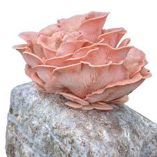 Watch it Grow Magic Myco Bag - Pink Oyster